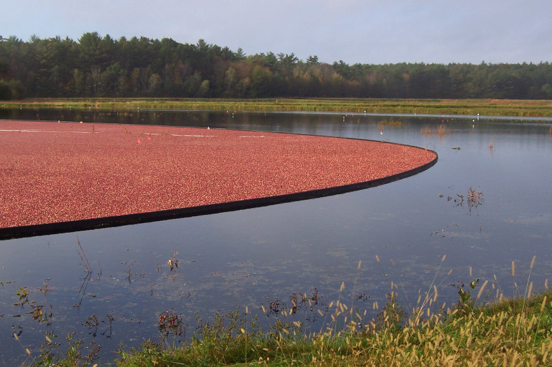 cranberry plant in water