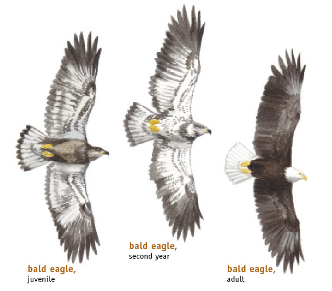 10 places to look for bald eagles in southeastern Massachusetts ...
