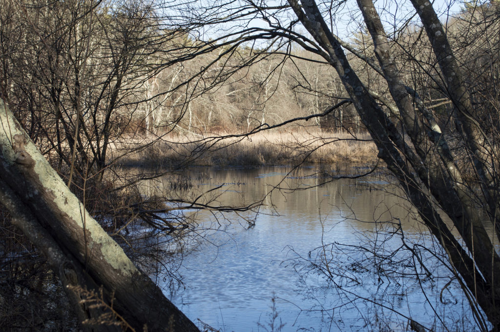 Fearing Hill Swamp - Buzzards Bay Coalition