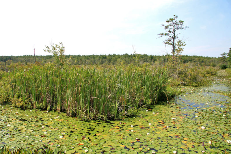 Restoration of The Bogs in Mattapoisett will improve property for water ...