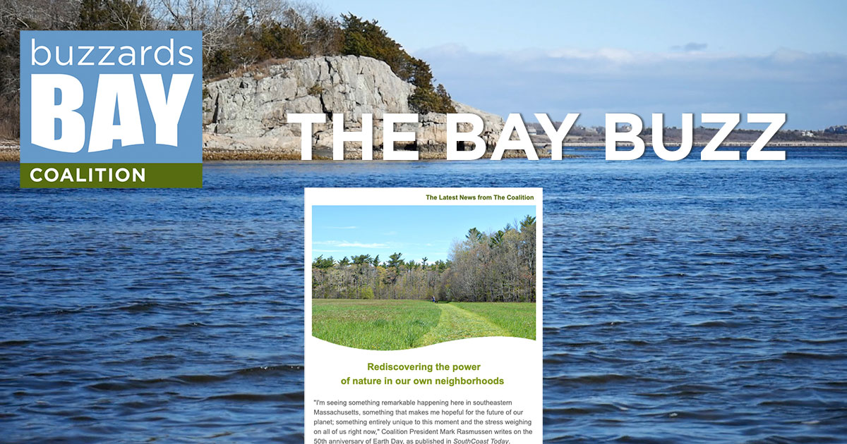 the-bay-buzz-buzzards-bay-coalition