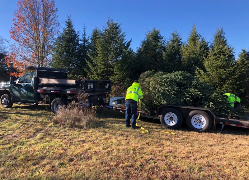 Wareham DPW loads a tree from the Douglass Farm property.